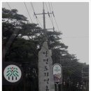 치자 | 태안안면도여행/안면도자연휴양림/안면도수목원/자연과사람이함께숨쉴수있는테마파크/안면도수목원자연...
