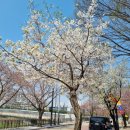 안산천남로 이미지