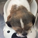 황동물병원 이미지