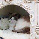 디자인바이펫 이미지