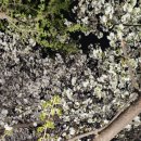 벚꽃마루 이미지