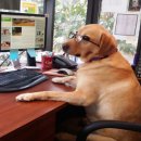 행복해질 개 이미지