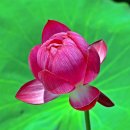 꽃봉우리 이미지