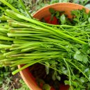 미완성농장 이미지