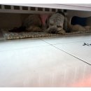 아지발바닥 이미지