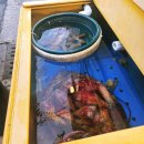 팔딱팔딱 | 대구 서구 횟집 맛집 평리동 팔딱팔딱회 두툼한 회, 푸짐한 기본찬 한상