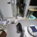 슈가독살롱 이미지