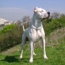 도고 아르젠티노 (Dogo argentino) 이미지