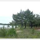 바다의 숲속 이미지