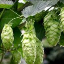 홉스(HOPS) 네이버블로그