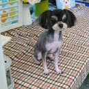 오렌지독하우스 이미지