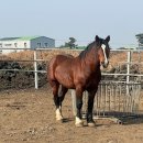 동부축산유통 이미지