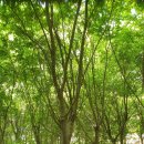 느티나무농장 이미지