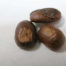 커피학개론