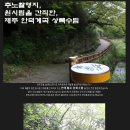 [제주도여행]추노촬영지,원시림을 간직한 제주안덕계곡 상록수림~ 이미지