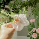 오브더데이(of the day) | 차이점] 신랑부토니에,혼주코사지,웨딩촬영소품,웨딩준비,웨딩스타일링_로즈오브더데이(rose of the day)