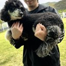 바우삼춘 이미지