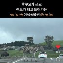 (주)마이렌트카 | 동반/부모님 근교여행 이색체험 동물원_아프리칸 사파리 내돈내산 렌트카 후기/마이리얼트립7월할인코드