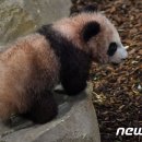 판다통신 이미지