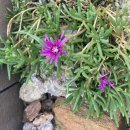 태만농장 이미지