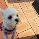 대호동물병원 이미지