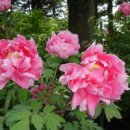 모란모란 이미지