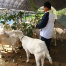 해맞이목장 이미지