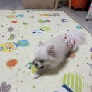 댕댕수라상 이미지