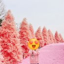 삐삐아일랜드 이미지