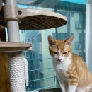 닥터표 동물병원 이미지