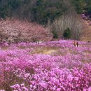 대구 와룡산 야간산행 홀로아리랑 이미지