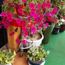 강가힐링민박 이미지