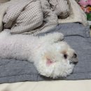 얼리윈터페스티벌<하모나이즈> | 배김방지 조용한 숙면 온수매트 추천ㅣ30일간 무료 100%환불, 무소음 온수매트 얼리윈터 할인