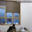 영진민박 이미지