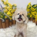도그마루 강아지 고양이 동탄점 이미지