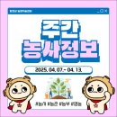 종근농장 | 주간 농사정보 제13호(2025. 4. 7. ~ 4. 13.)
