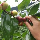 영준농장 이미지