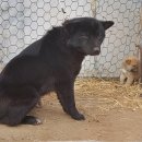 하룻 강아지 이미지