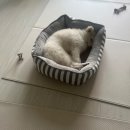 펫피플 스타필드명지점 | 부산 명지 스타필드 강아지랑 갈만한곳 펫파크