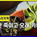 파리지옥 키우는법 분갈이 물주기 식충식물 종류 키우기 이미지