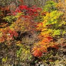 인제 방태산 휴양림 단풍길과 당대리 가을꽃 이미지