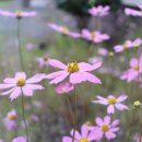 황룡택시 이미지