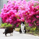 꽃냥이네 이미지