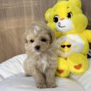 LOVING PET 이미지