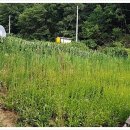 창리농장 이미지