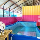 땡큐애견 이미지