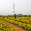 황금소나무농원 이미지