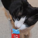 챠오챠오 이미지