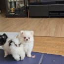 ch po love 이미지