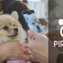 파이리코 이미지